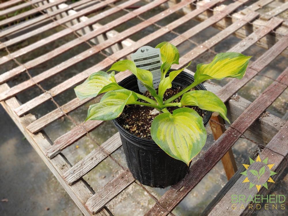 Hosta 'Lakeside Banana Bay' -NO SHIP -