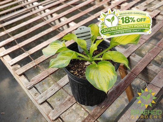 Hosta 'Lakeside Banana Bay' -NO SHIP -