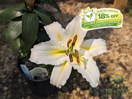 Oriental Lily Sunny Azores - NO SHIP -