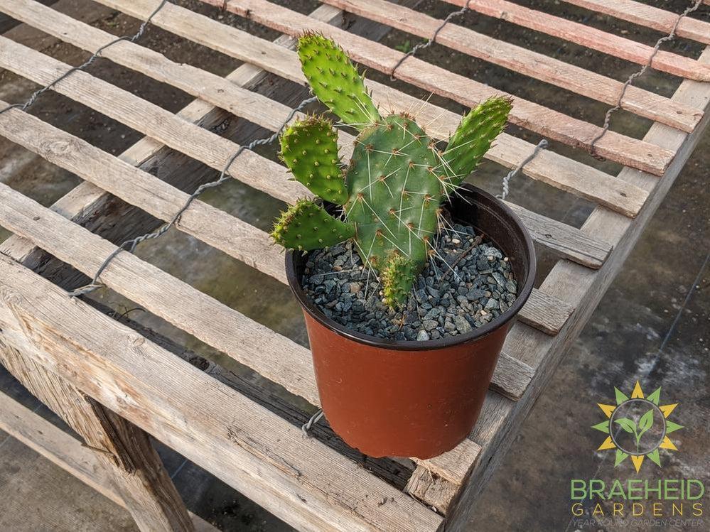 Opuntia Polycantha 'Orange glory' - Cold Hardy