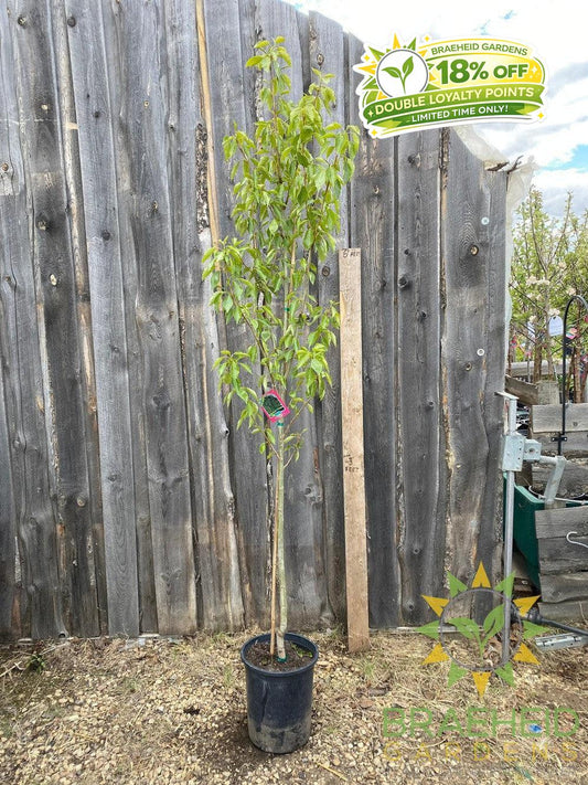 Paskapoo Poplar- Tree for sale, Grown in Grande Prairie -Braeheid Gardens Ltd. on Emerson Trail
