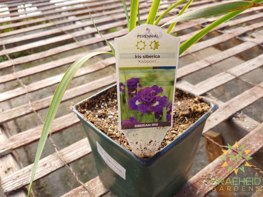 Iris siberica 'Kaboom' - NO SHIP -