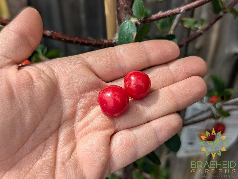 Crimson Passion Cherry Tree- Tree for sale, Grown in Grande Prairie -Braeheid Gardens Ltd. on Emerson Trail