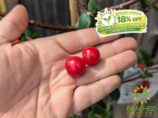 Crimson Passion Cherry Tree- Tree for sale, Grown in Grande Prairie -Braeheid Gardens Ltd. on Emerson Trail