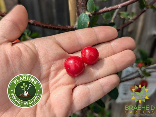 Crimson Passion Cherry Tree- Tree for sale, Grown in Grande Prairie -Braeheid Gardens Ltd. on Emerson Trail