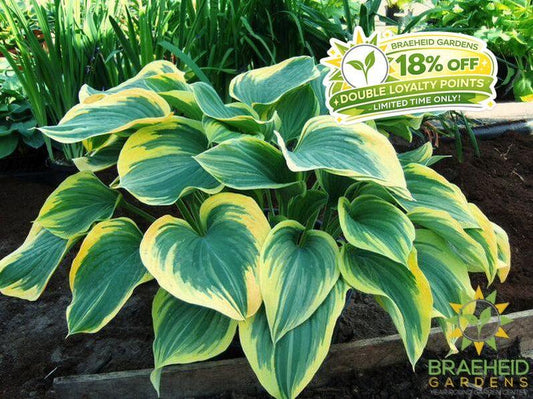 Liberty Hosta