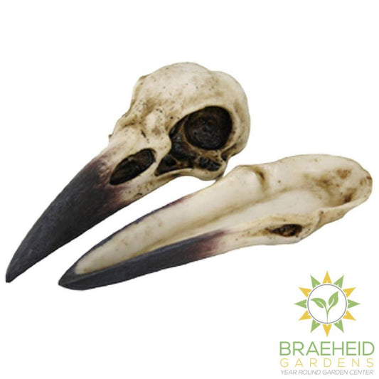 Raven Skull Box C/24