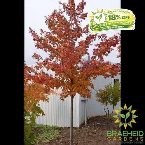 Scarlet Jewel™ Maple- Tree for sale, Grown in Grande Prairie -Braeheid Gardens Ltd. on Emerson Trail