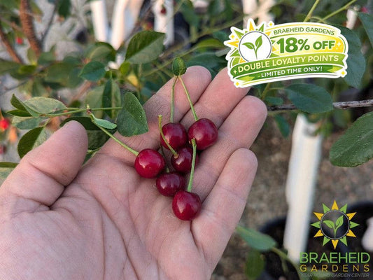 SK Carmine Jewel Cherry Tree- Tree for sale, Grown in Grande Prairie -Braeheid Gardens Ltd. on Emerson Trail