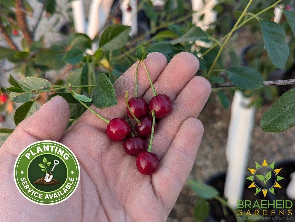 SK Carmine Jewel Cherry Tree- Tree for sale, Grown in Grande Prairie -Braeheid Gardens Ltd. on Emerson Trail