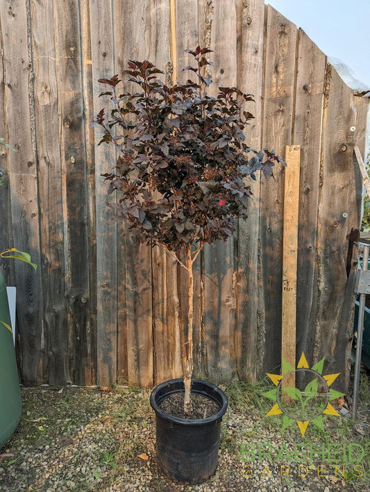 Diabolo® Ninebark Tree- Tree for sale, Grown in Grande Prairie -Braeheid Gardens Ltd. on Emerson Trail