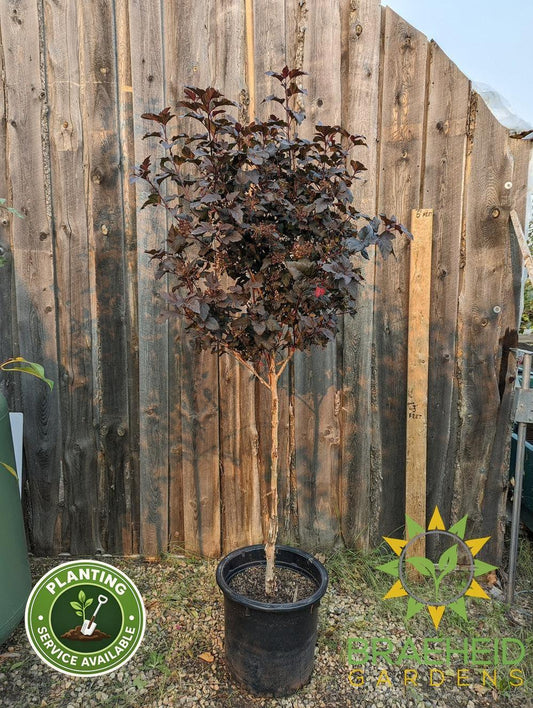 Diabolo® Ninebark Tree- Tree for sale, Grown in Grande Prairie -Braeheid Gardens Ltd. on Emerson Trail