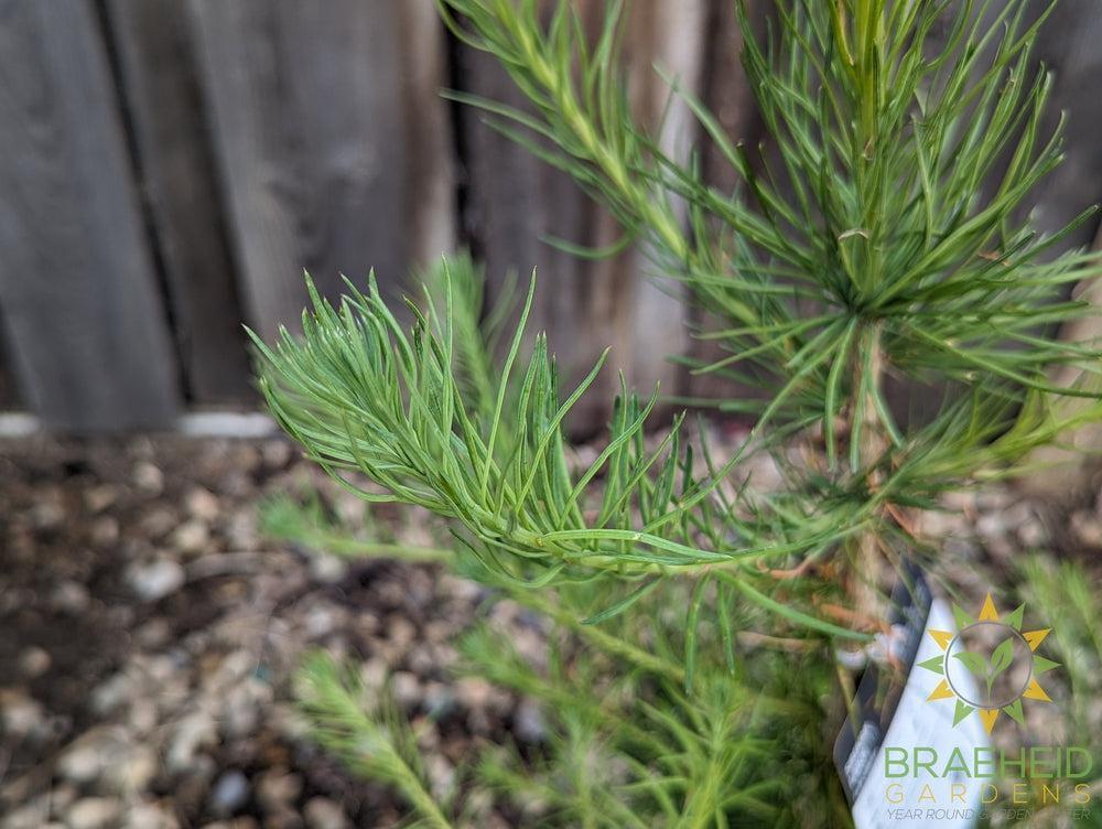 Siberian Larch- Tree for sale, Grown in Grande Prairie -Braeheid Gardens Ltd. on Emerson Trail