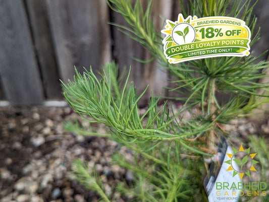 Siberian Larch- Tree for sale, Grown in Grande Prairie -Braeheid Gardens Ltd. on Emerson Trail