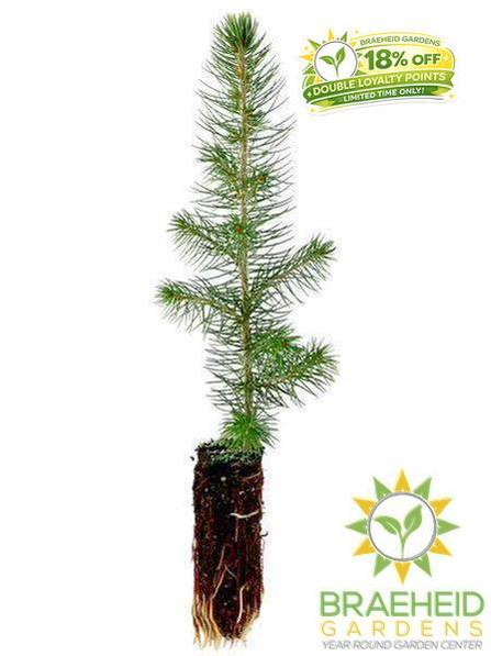 Blue Spruce Plugs- Tree for sale, Grown in Grande Prairie -Braeheid Gardens Ltd. on Emerson Trail