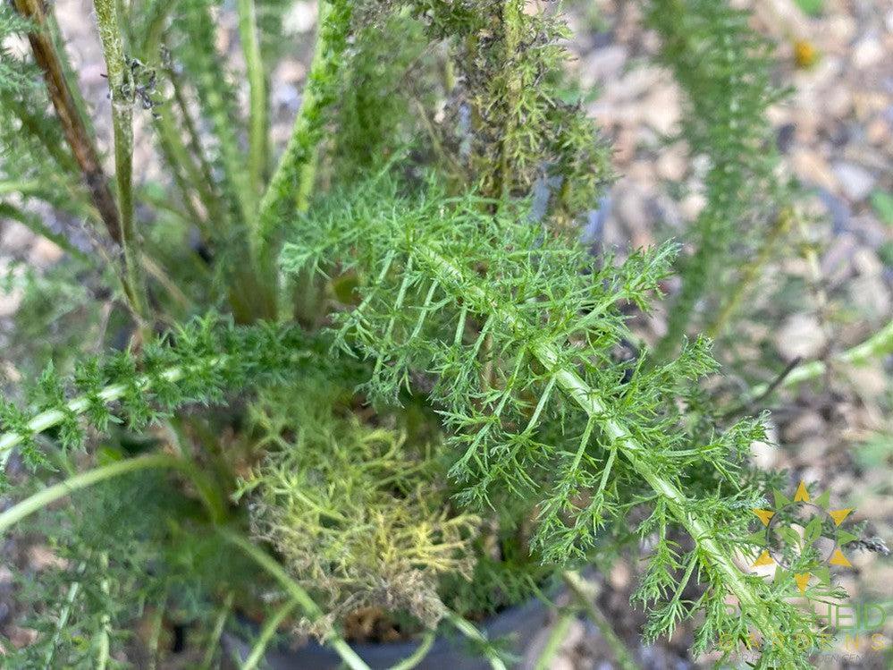 Common Yarrow