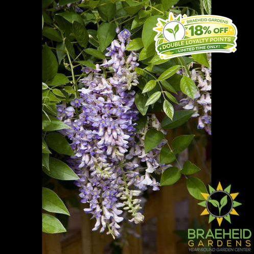 Summer Cascade™ Wisteria