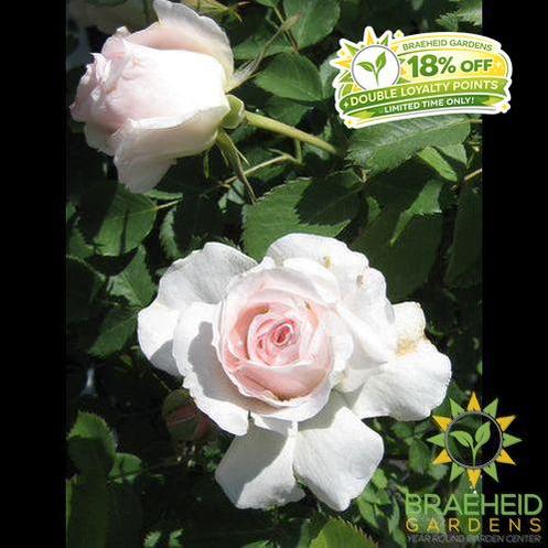 Morden Blush Rose