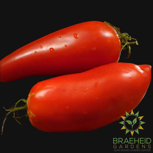 Federle Tomato