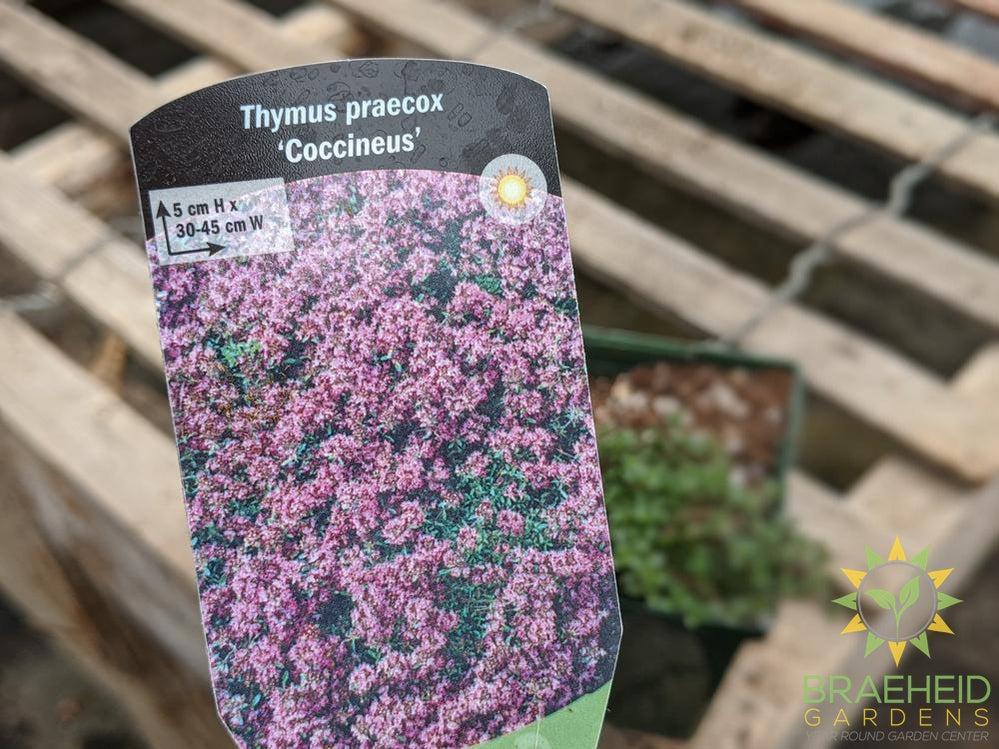 Thyme 'Coccineus' - NO SHIP -