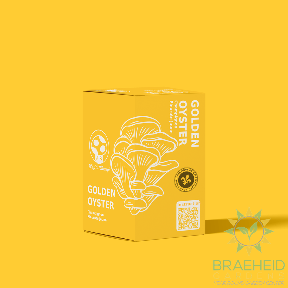 Golden Oyster Mushroom Kit