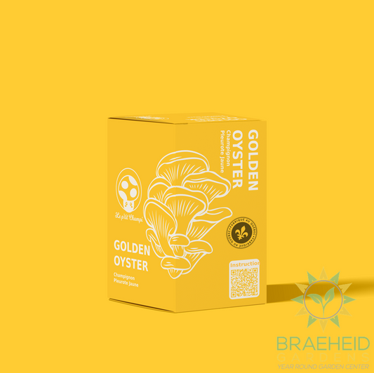 Golden Oyster Mushroom Kit