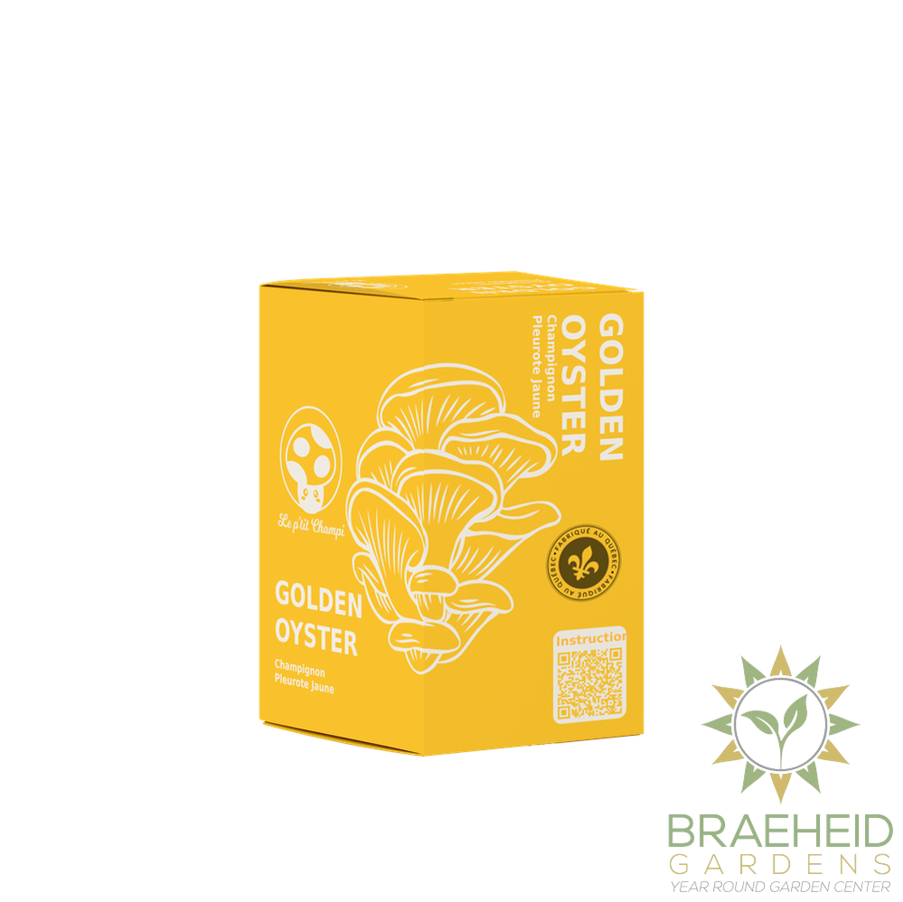 Golden Oyster Mushroom Kit