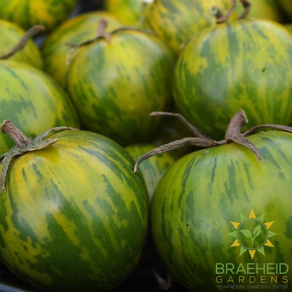 Green Zebra Tomato