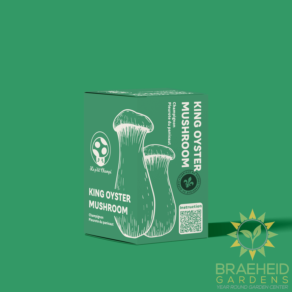 King Oyster Mushroom Kit