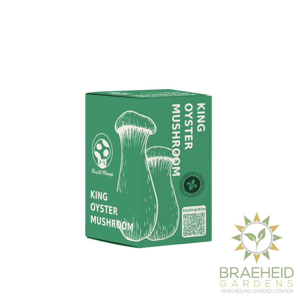 King Oyster Mushroom Kit