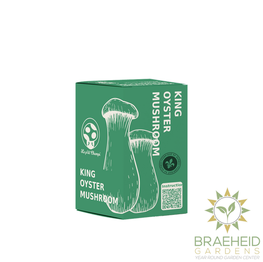 King Oyster Mushroom Kit