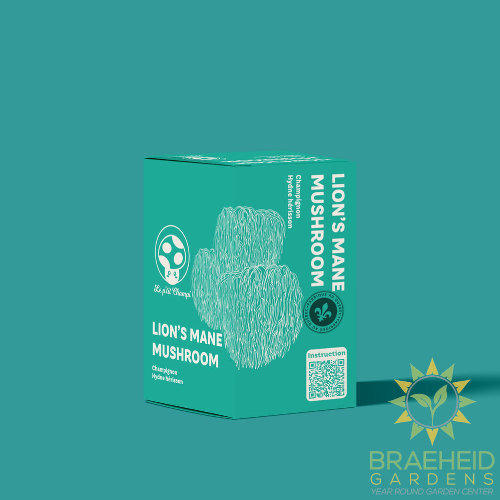 Lion's Mane Mushroom Kit