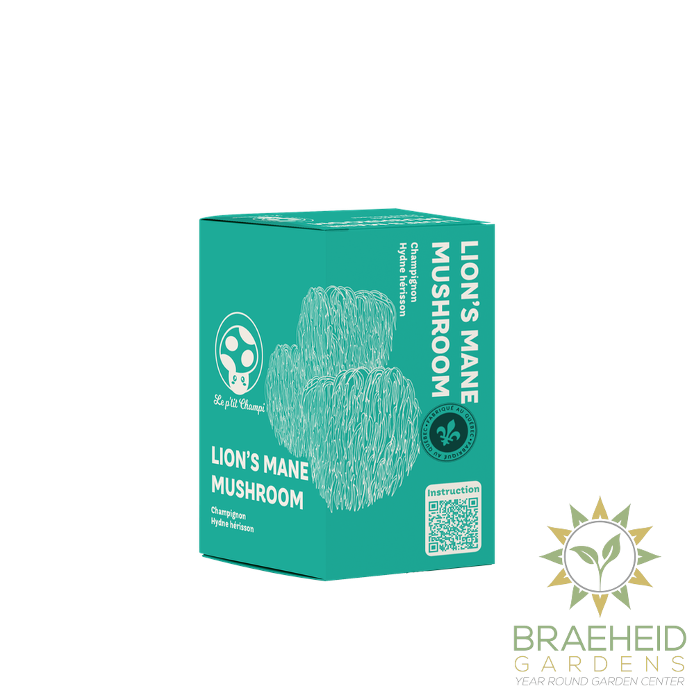 Lion's Mane Mushroom Kit