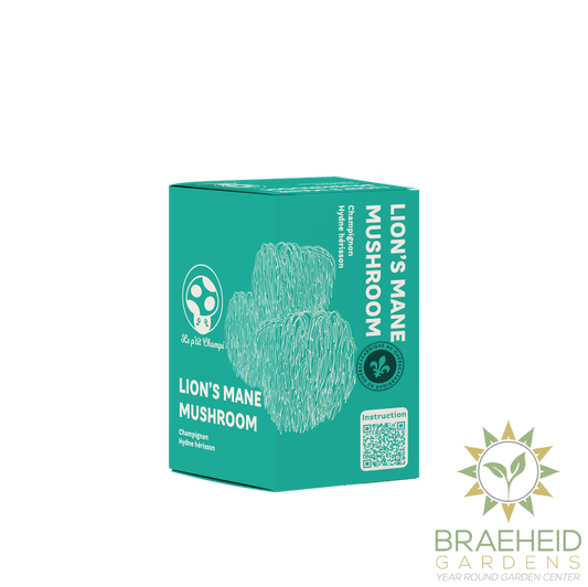Lion's Mane Mushroom Kit