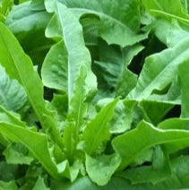 Low's Pointed Lettuce