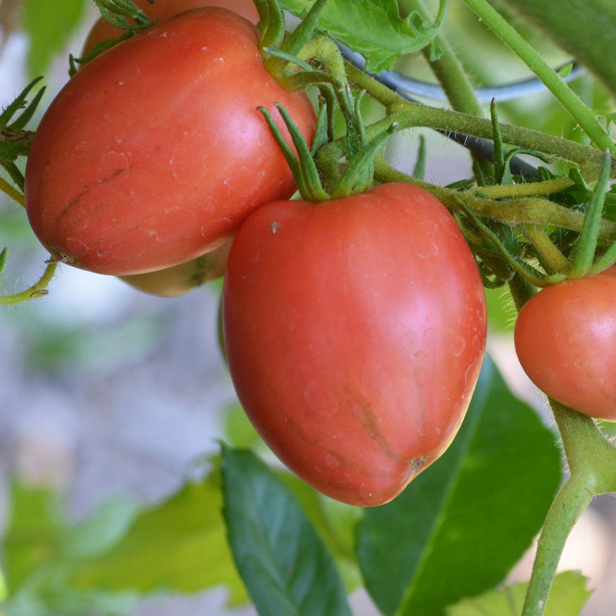 Maida's Kootenai Giant Tomato