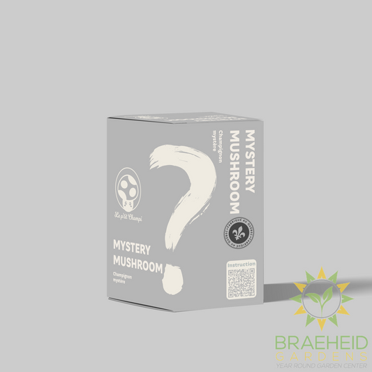 Mystery Mushroom Kit