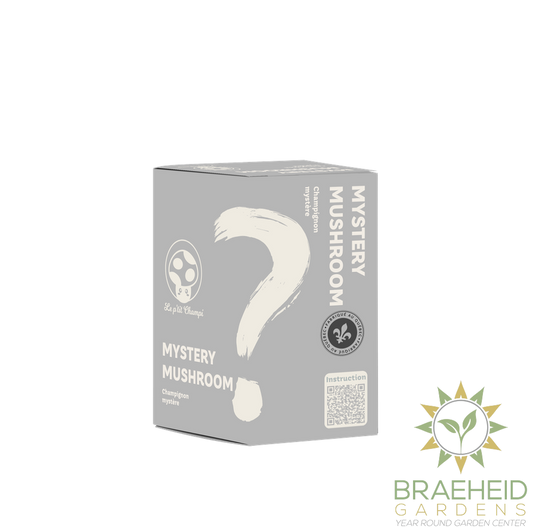 Mystery Mushroom Kit