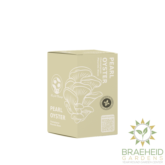 Pearl Oyster Mushroom Kit