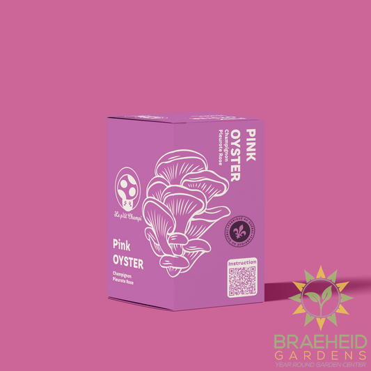 Pink Oyster Mushroom Kit