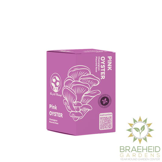 Pink Oyster Mushroom Kit