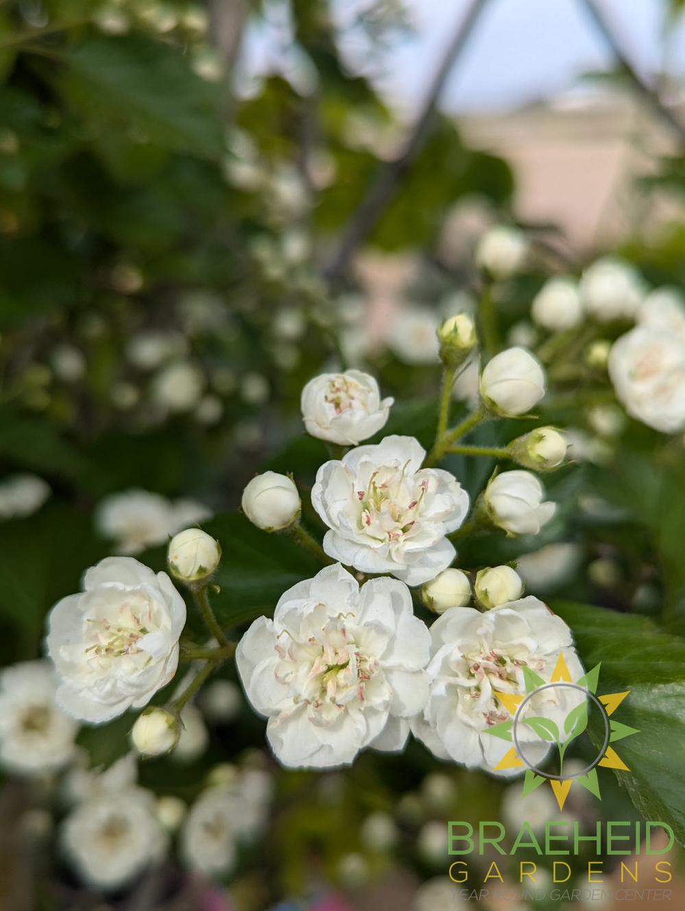 Snowbird Hawthorn