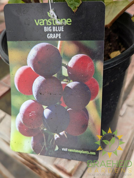 Buy Big Blue Grape - NO SHIP - an Vine in Grande Prairie Alberta - Braeheid Gardens Ltd.