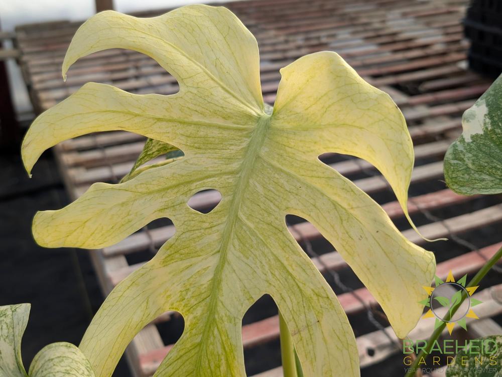 Monstera Mint Variegated – Braeheid Gardens Ltd.