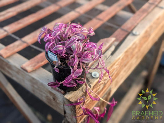 Tradescantia Pink Paradise