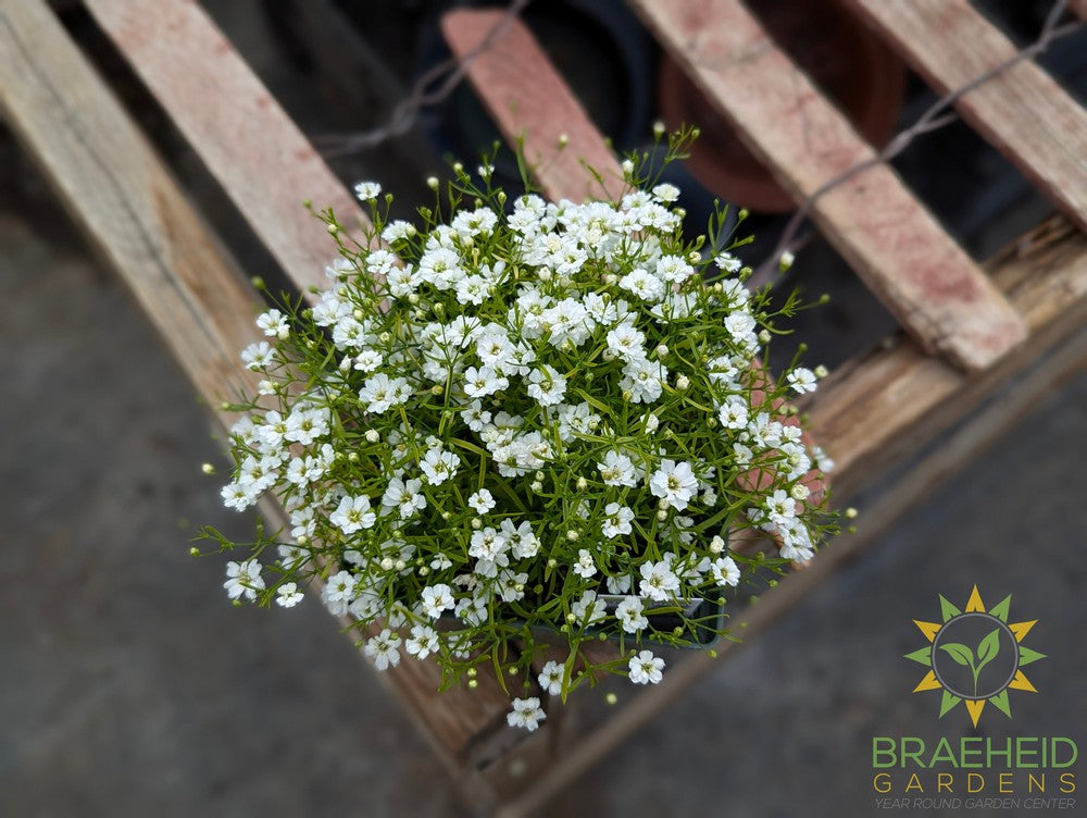 Gypsophila 'Gypsy White' - NO SHIP -