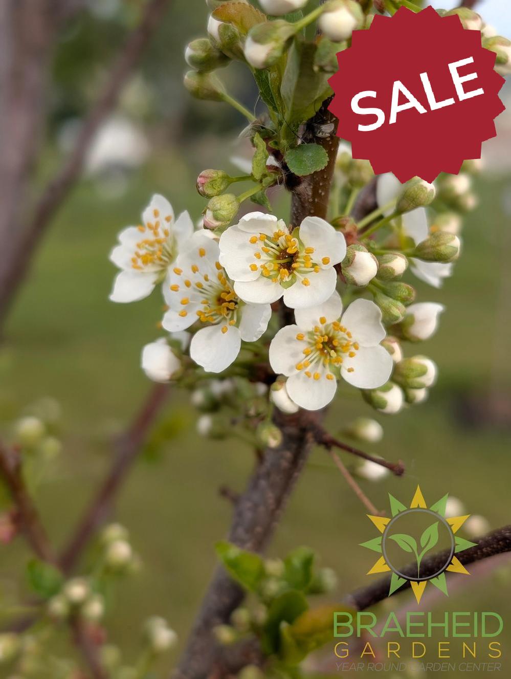 Manor Cherry Plum