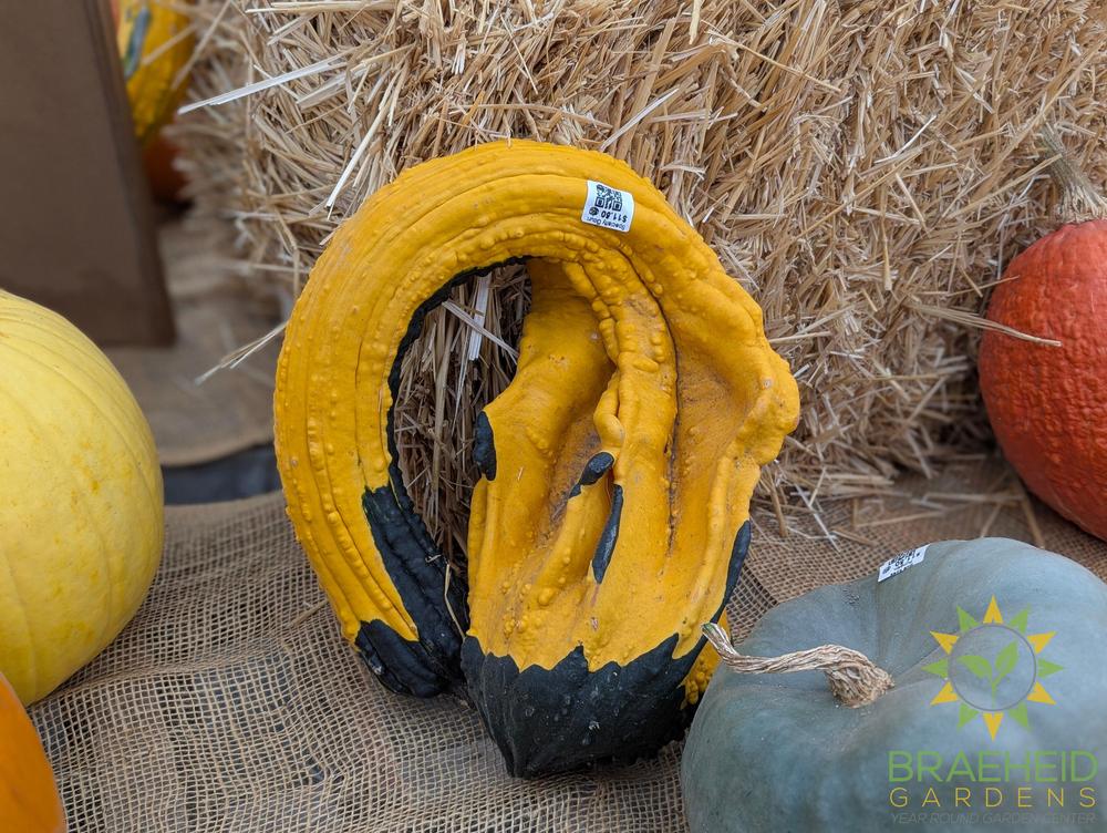 Specialty Gourds - NO SHIP