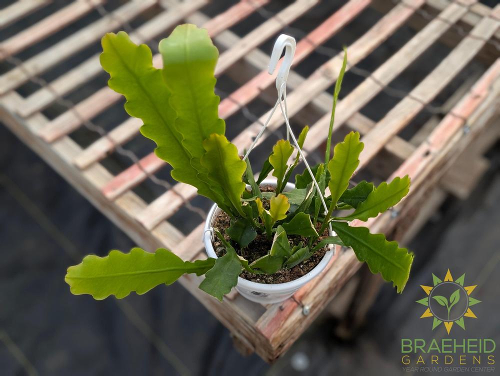 Epiphyllum Beavertail Hanging Basket