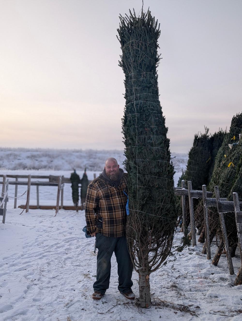 Premium Canadian Balsam Fir Christmas Trees